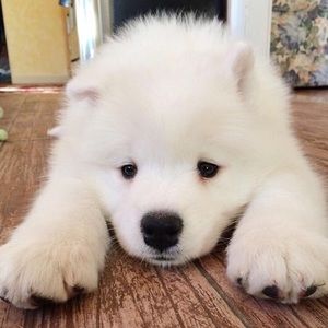 Meet your Posher, Tammy